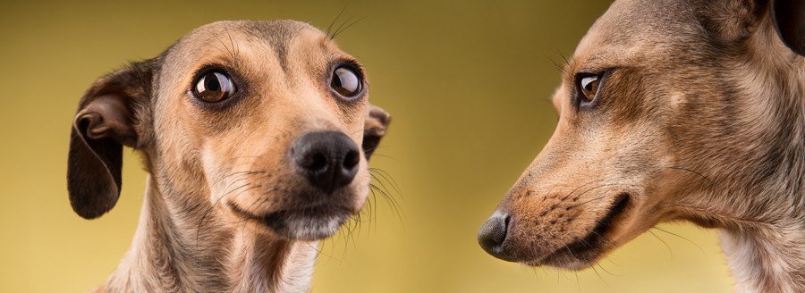 犬のポートレート2種