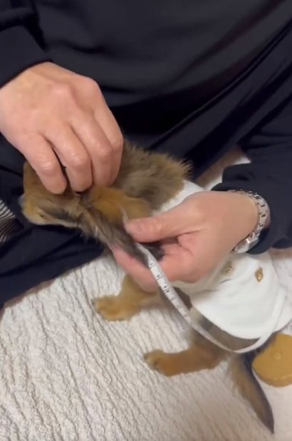 耳を測る飼い主さん