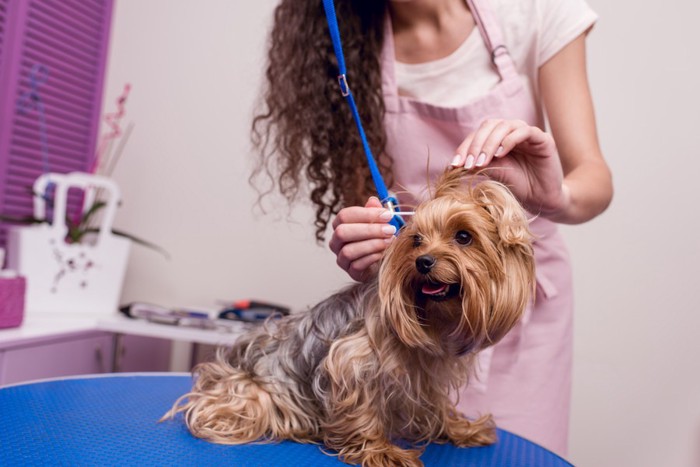 美容室で耳掃除される犬