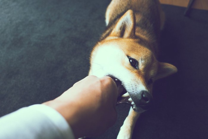 飼い主の手を噛む柴犬