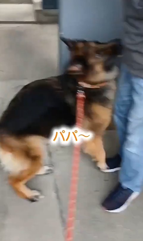 飛びつく犬