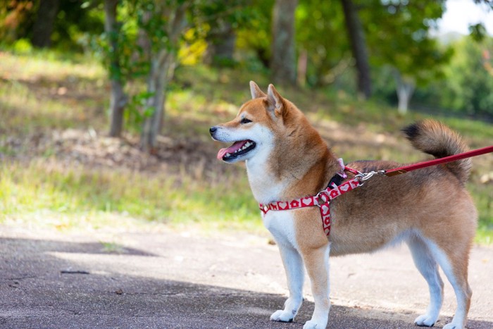 散歩中の柴犬