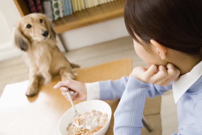 人の食事を狙うダックス