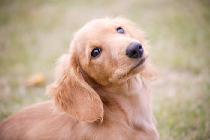 何かを見つめているダックスの子犬