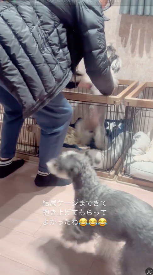 ケージに入っている犬を抱き上げる男性