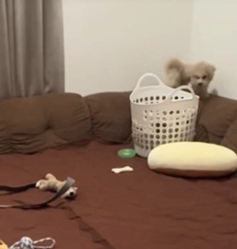ソファの背に乗る犬
