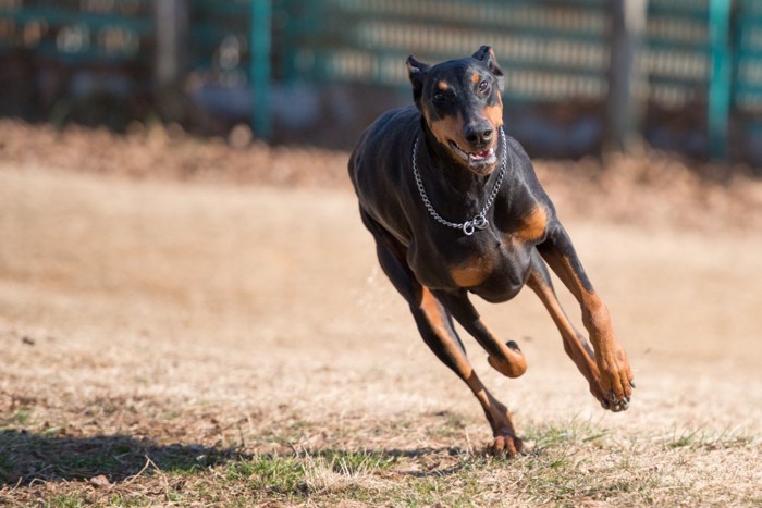 思い切り走る犬