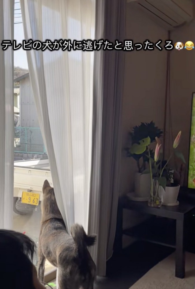 「お外に行ったはず…」