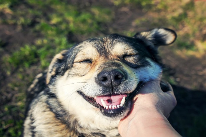 撫でられて嬉しそうな犬