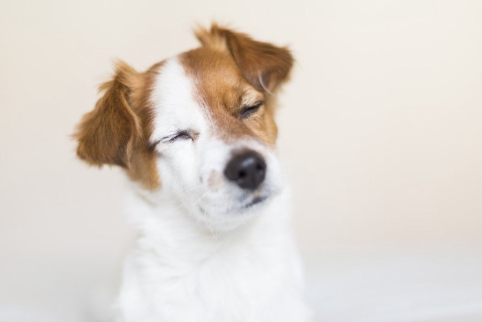 目を閉じる犬の顔のアップ