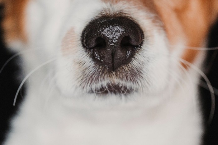 犬の鼻アップ