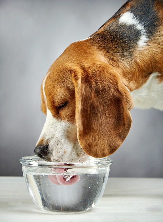 水を飲む犬