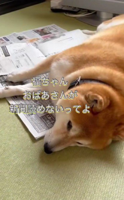 「ここにいると新聞読めないよ」