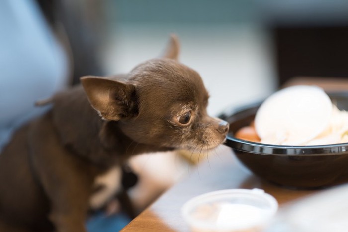 料理を見る犬