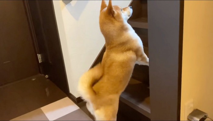 飼い主を発見して尻尾を振る犬