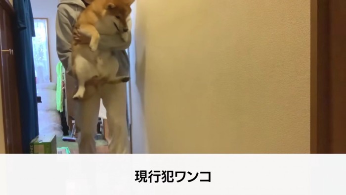 あえなく捕獲