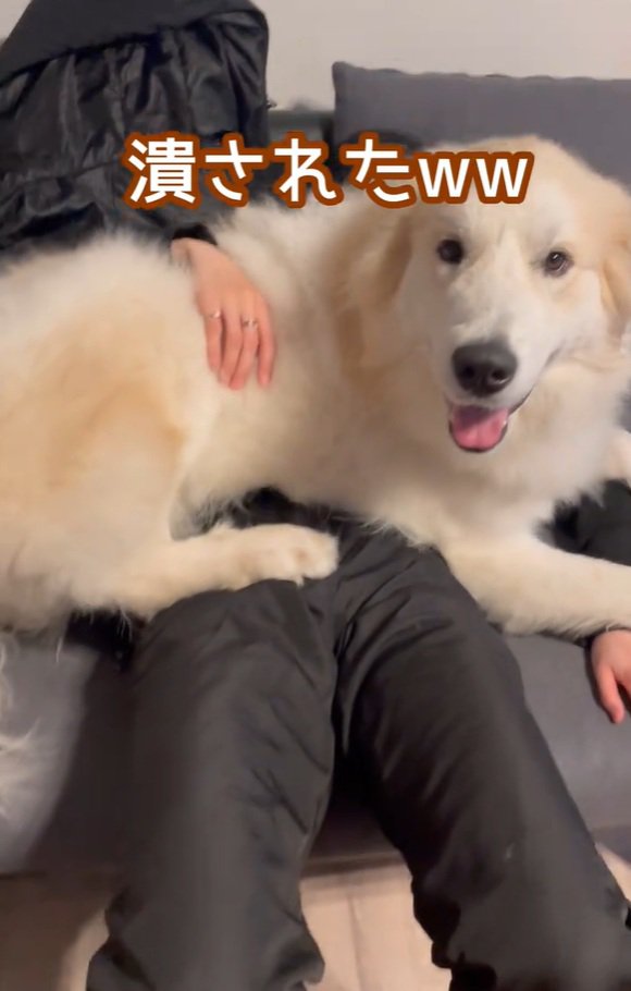 潰されたママ