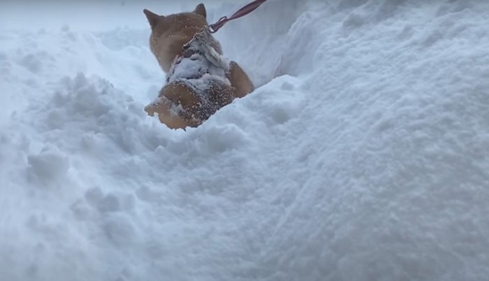 後ろを向く犬