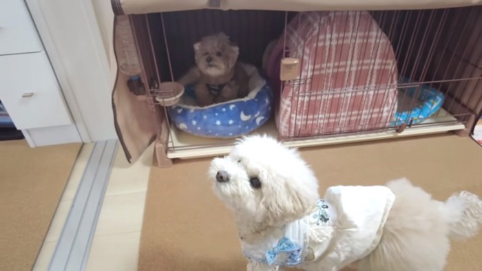 トイプードルの虎太郎くんと三桜ちゃん