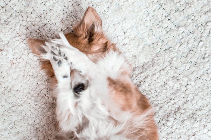 両手で顔を覆っている犬