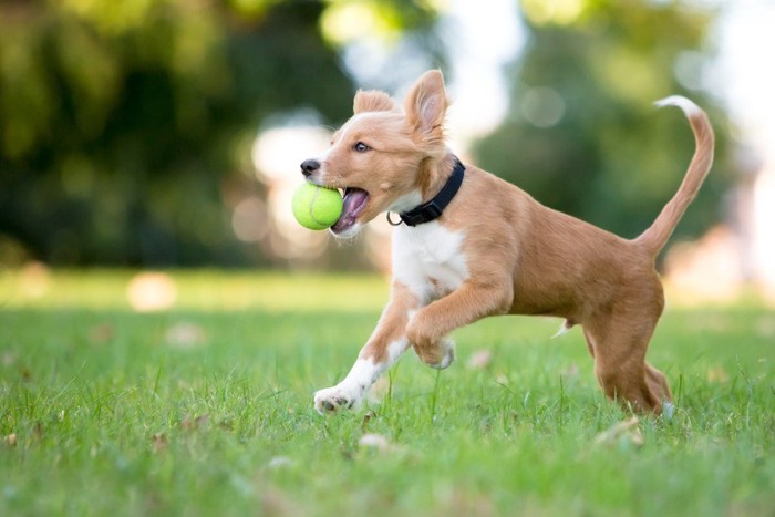 ボールをくわえて走る犬