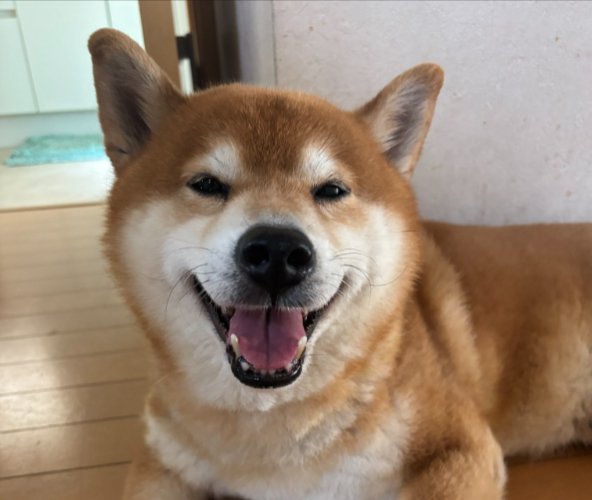 ニコニコ