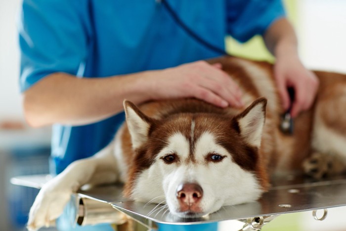 診察を受ける犬