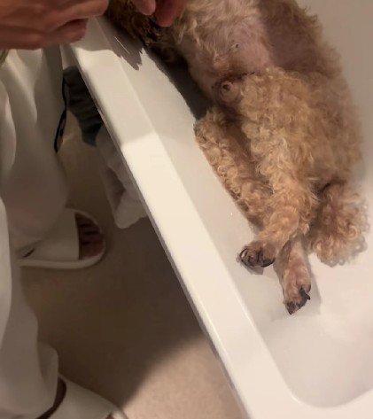 おじいちゃん犬のシャンプー