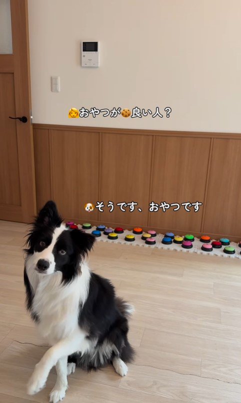 サンゴくんの言葉の理解度を検証4