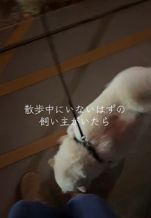 飼い主さんの足元へ
