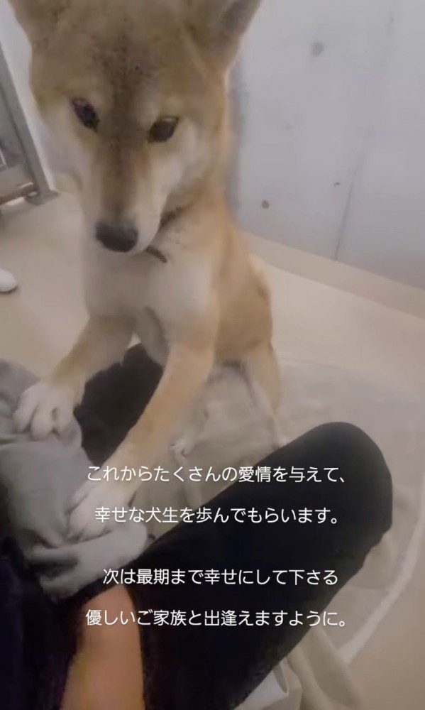 膝の上に前足を置く柴犬