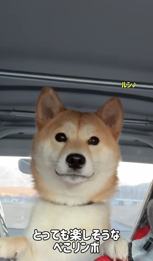 車の中にいる犬