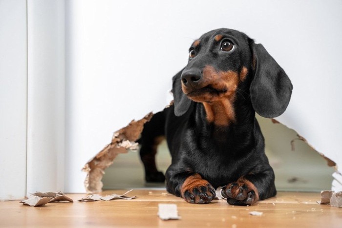 ボロボロにした椅子に座って見つめる犬