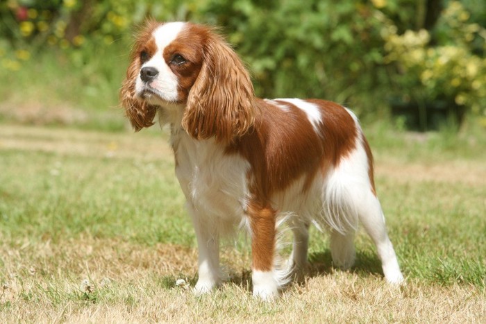 立っている犬