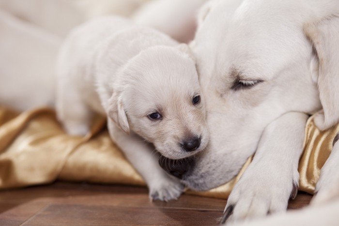 母犬と子犬