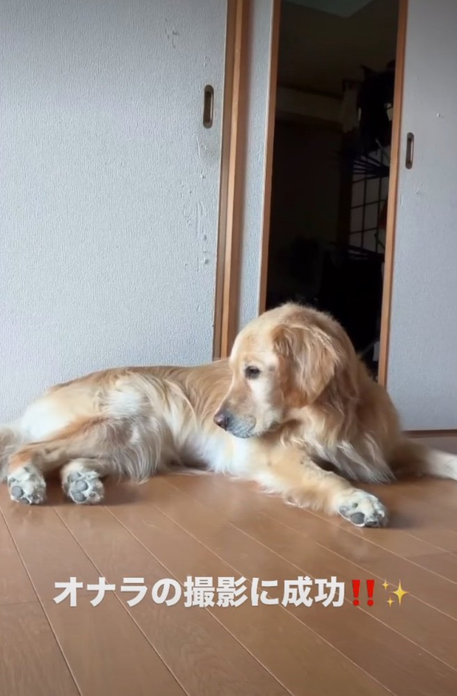 おしりを見つめる犬2