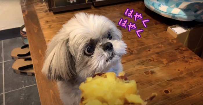 焼き芋の前で自分の左側を見ている犬「はやくはやく」