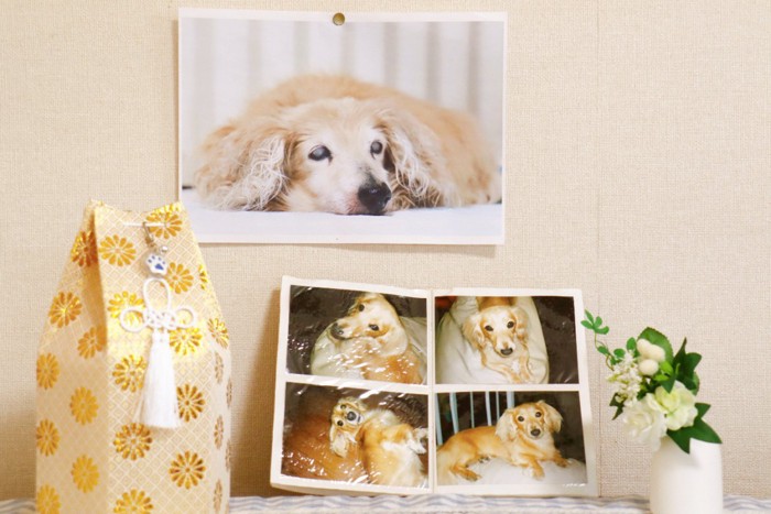 死亡した愛犬の遺骨と写真