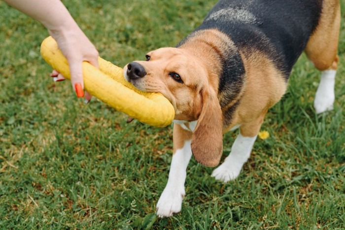 黄色のおもちゃで遊ぶ犬