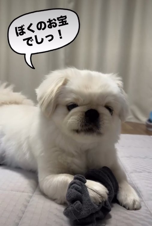 靴下を持つ犬
