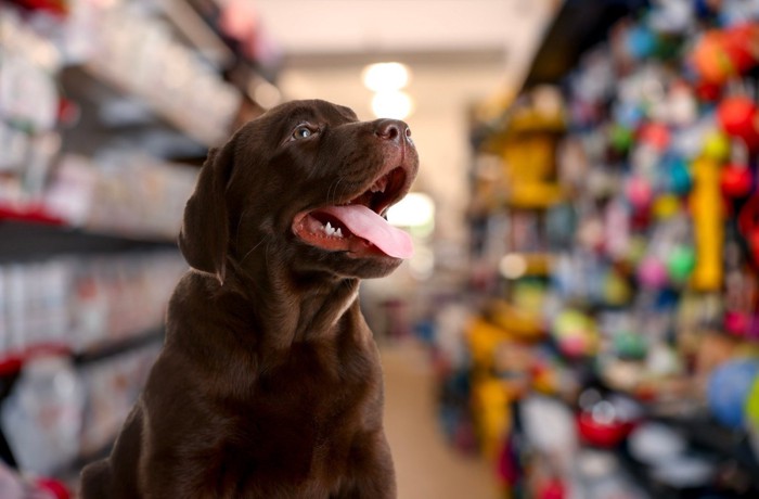 ペットショップにいるチョコラブの子犬