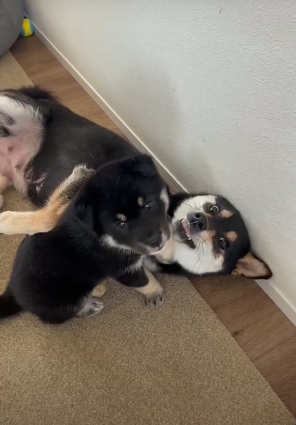 黒柴の子犬と母犬