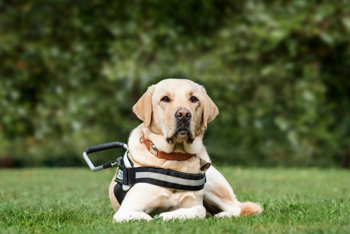 黒いハーネスをつけた補助犬、ラブラドール