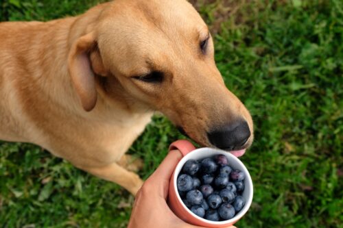 犬とカップに入ったブルーベリー