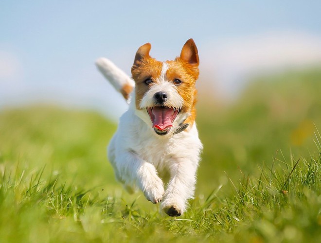 こちらに向かって元気に走る犬