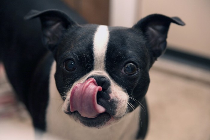 鼻を舐めている犬