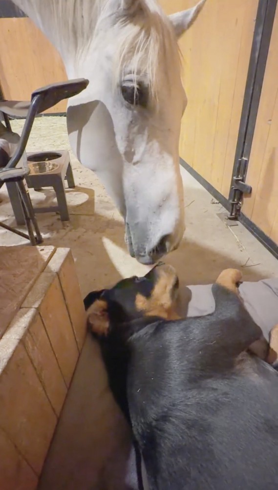 横になる犬を見つめる馬