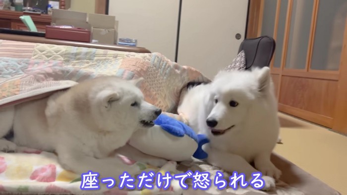 アイスちゃんとの交流