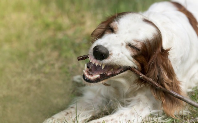 棒で遊んで唸る犬