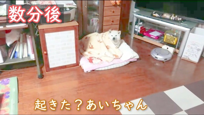 布団の中で体を起こす犬